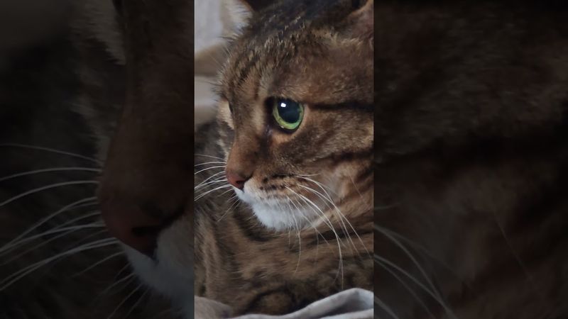 Зубы дареных коней 🐴🙀🤔🤣 #cat #кот #котушка #юмор  #приколы #цитаты