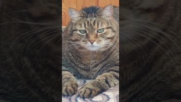 Первый топ блогер #cat #кот #юмор #котушка #приколы #позитив #топ #цитаты