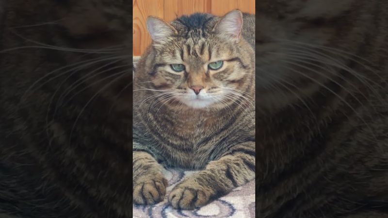 Первый топ блогер #cat #кот #юмор #котушка #приколы #позитив #топ #цитаты