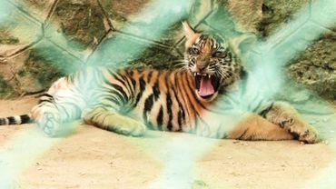 Редкие бенгальские тигрята радуют публику в зоопарке в Индии