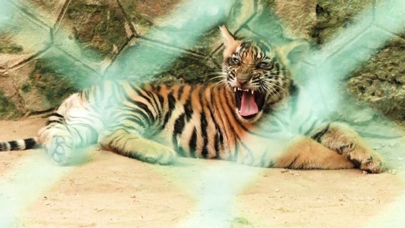 Редкие бенгальские тигрята радуют публику в зоопарке в Индии