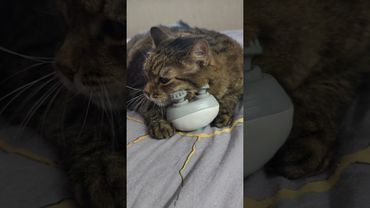 Stayin' Alive 💃🕺🙀😻#cat #music #beegees #dance #funk #80smusic