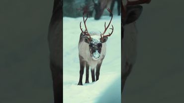 Как там погода у вас на юге!?🦌 подпишись🤝