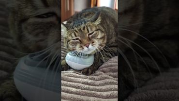 Beautiful Life 👍😻🤩🤣 #cat #music #nostalgia #remix