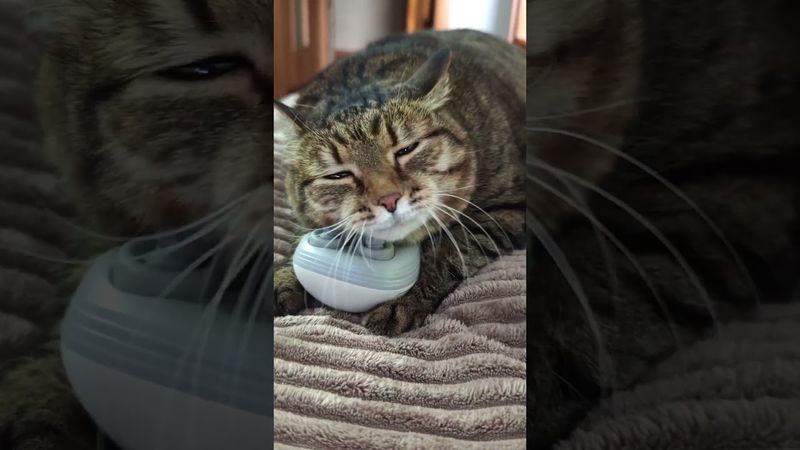 Beautiful Life 👍😻🤩🤣 #cat #music #nostalgia #remix