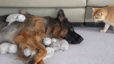 Мама кошка переживает, когда немецкая овчарка заботится о её котёнке лучше неё