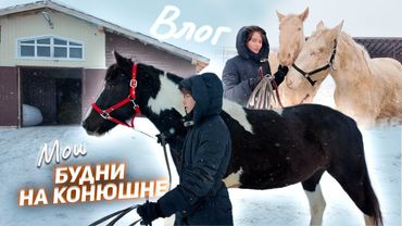 Мой БУДНИЙ ДЕНЬ НА КОНЮШНЕ / VLOG