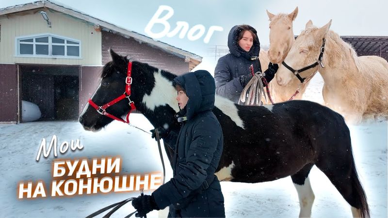 Мой БУДНИЙ ДЕНЬ НА КОНЮШНЕ / VLOG