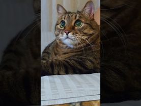 Женатый мудрец 🙀🤔😉🤣 #cat #кот #юмор #котушка #приколы #цитаты