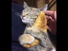 😺 New funny videos with cats and kittens! 🐈 Cheer yourself up! 😸