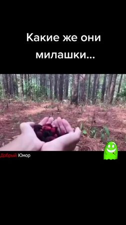 #маленкая #обезьянка #и #козлёнок #кушают #ягодки