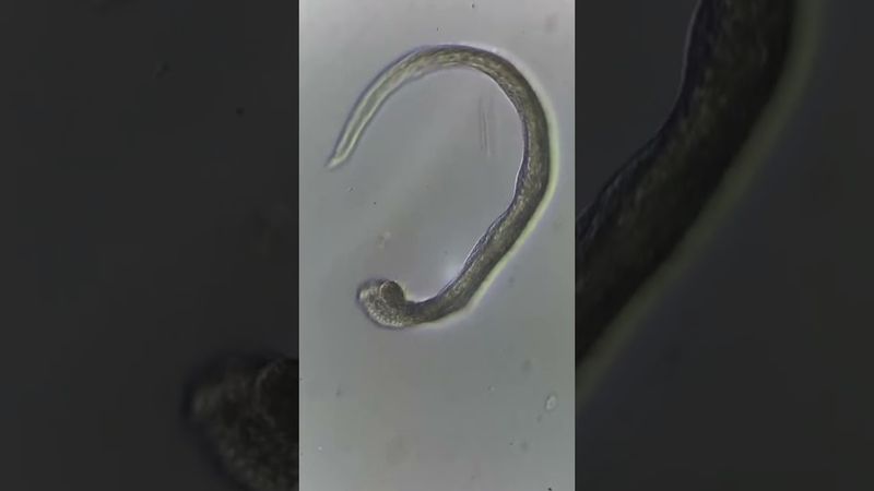 Живая клетка под увеличением