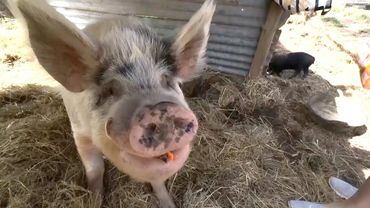 Минипиги-переростки находят приют в Австралии