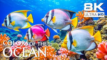 Ocean Dreamscape 8K 🐠 – Mesmerizing Journey Beneath the Waves