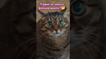 Я развалил?🙀🤔🙄🤣 #cat #кот #юмор #кино #комедии #котушка #приколы