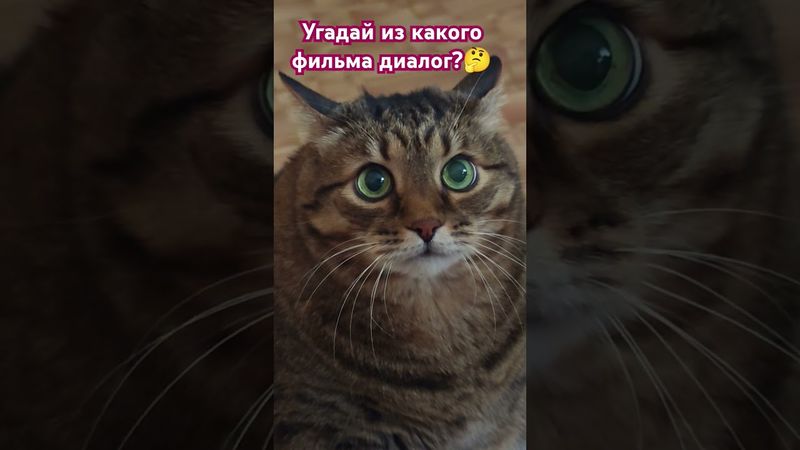 Я развалил?🙀🤔🙄🤣 #cat #кот #юмор #кино #комедии #котушка #приколы
