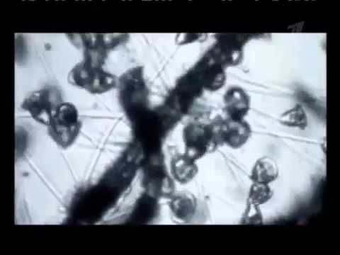 смерть по рецепту 1 канал wmv