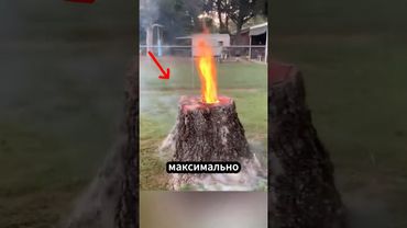 Как в Европе удаляют пни без вреда для участка? 🛠️🌱