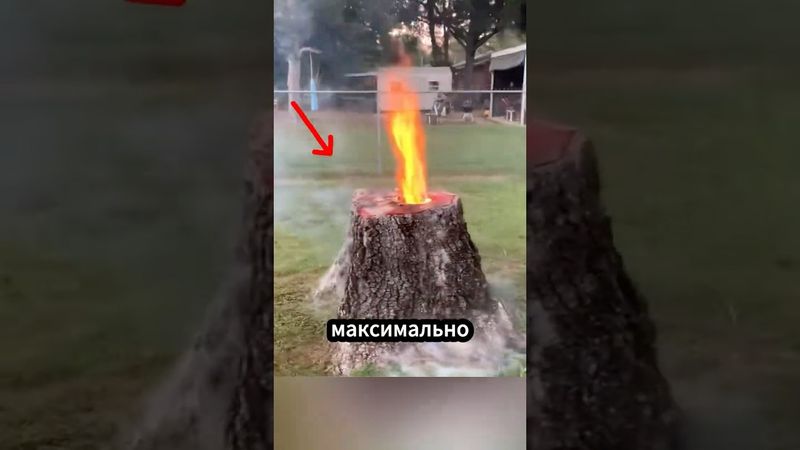 Как в Европе удаляют пни без вреда для участка? 🛠️🌱