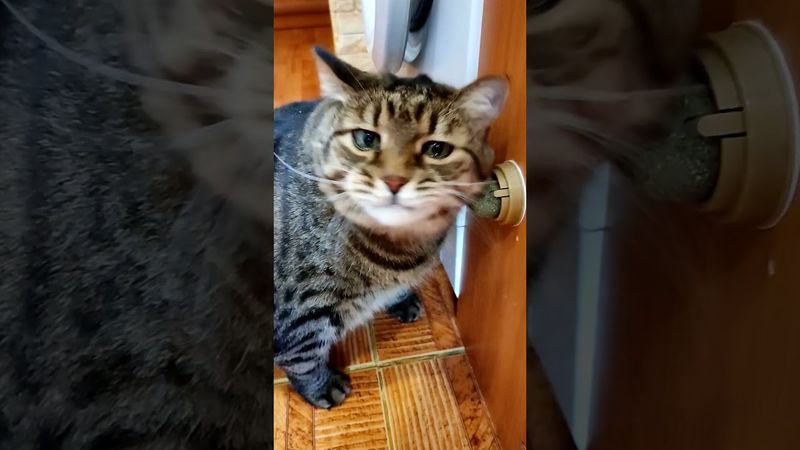 Валерьянка 😻😺🤪🤣#cat #кот #юмор #котушка #приколы #цитаты