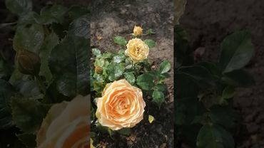 Генриетта Барнет флор. (Henrietta Barnett)первог. Harkness Великобритания, 2007