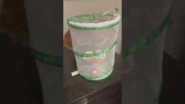 Cat Yearns To See Butterfly Growing Kit || ViralHog