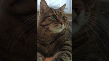 Чистая совесть 🙀🤔😉🤣 #cat #кот #юмор #котушка #приколы #цитаты