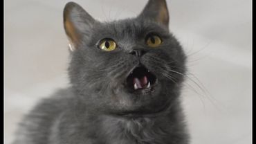 Реклама МегаФон - Злой кот