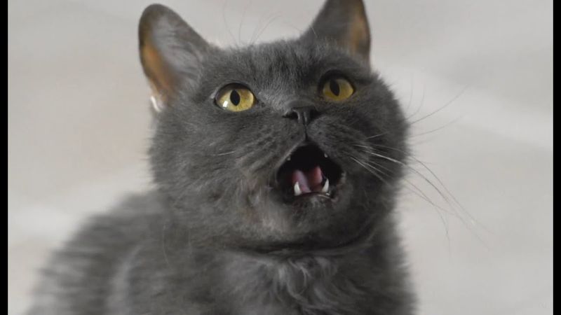 Реклама МегаФон - Злой кот