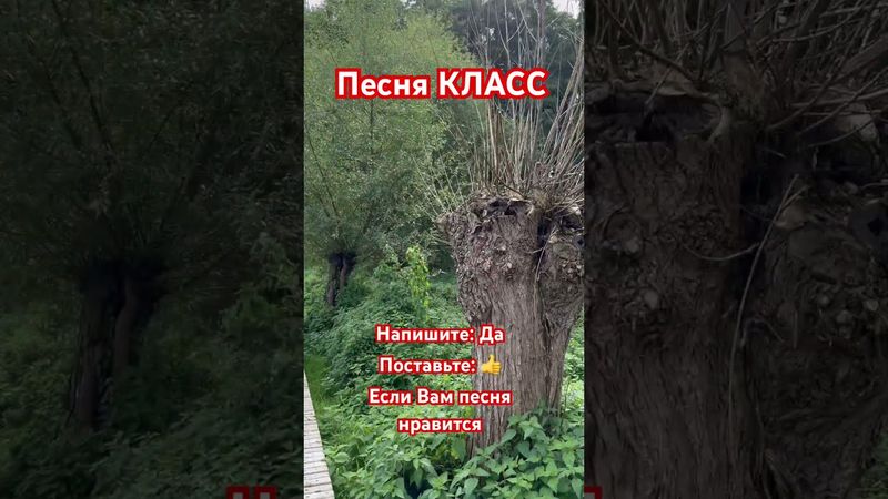 Абсолютно классная песня замечательные слова наслаждайтесь #музыка #мелодиипесни #музыкальность