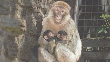 Берберская обезьяна принесла двойню в зоопарке Германии