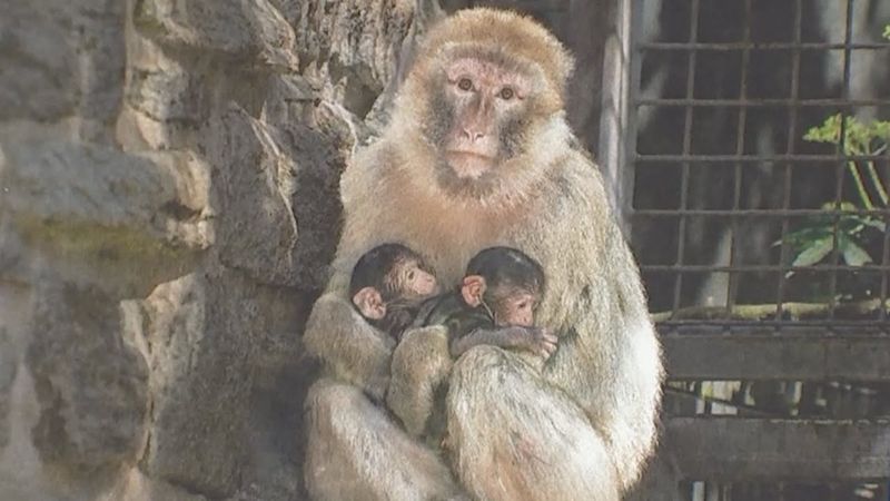 Берберская обезьяна принесла двойню в зоопарке Германии