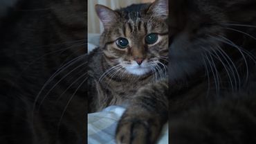 Цветок ромашки 🌼😺🤔🤣 #cat #кот #юмор #котушка #приколы #цитаты #смех