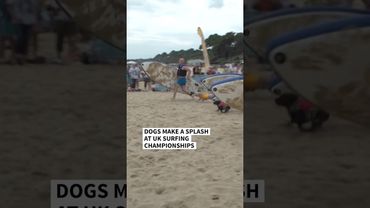 Canines race at UK dog surfing championships | AFP #shorts