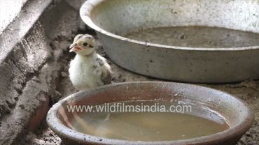 Cute newborn Pheasant chicks with their mum, as they cambol and play around on seeing the world