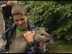 Телевести Лысьва 8 сентября 2014 года