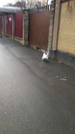 #джекрасселтерьер #джекрассел #джекичан #виделивидео #Фреди #1тв_канал 