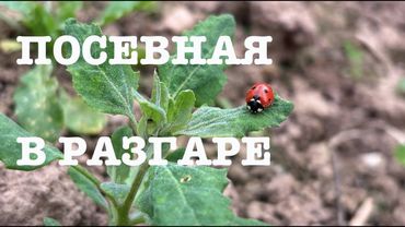 #175. Косим. Сажаем. Коптим. [Жизнь на своей земле]