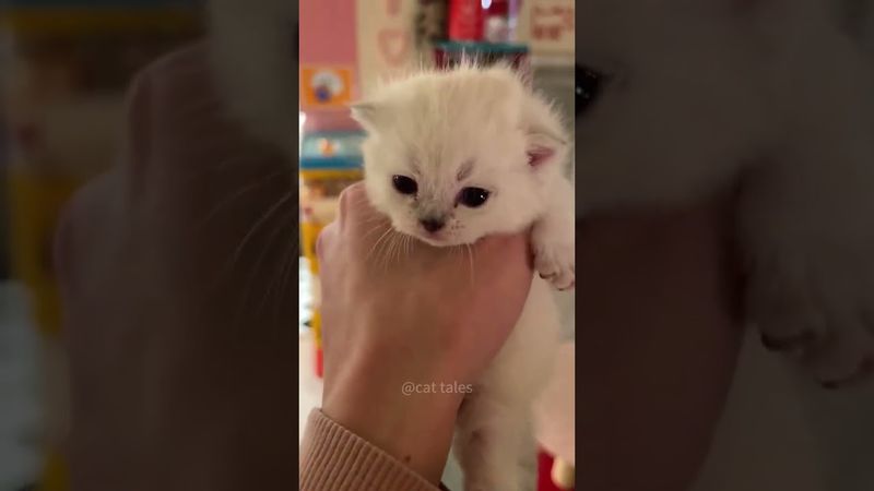 eğer ünlü şarkıcı çiftin arkadaşlarıyla yemek yediği