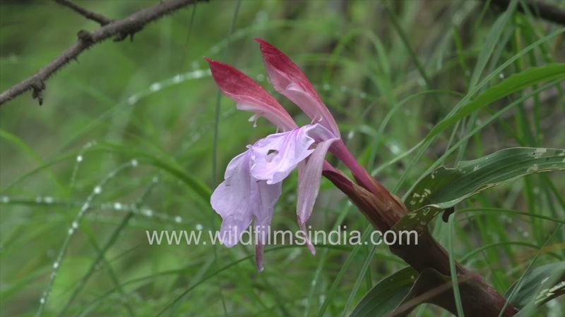Roscoea purpurea flowers have drops of monsoon rain on their petals, at wildfilmsindia Jabbarkhet