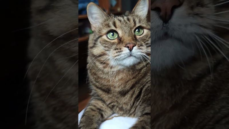 Я против меня 🙀🤔😉🤩 #cat #кот #юмор #котушка #цитаты #мудрыеслова