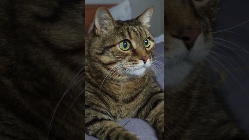 Везде был 🙀🫢😉🤣 #cat #кот #юмор #котики #котушка #приколы #цитаты