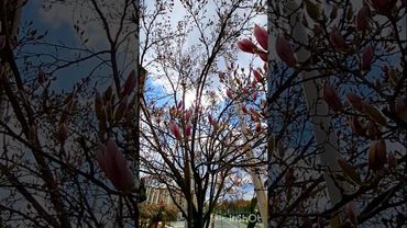 Самая известная магнолия в Харькове. 12.04.2025.