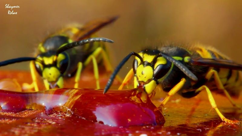 ПРИРОДА В 4К  (почувствуй себя на природе и расслабься)