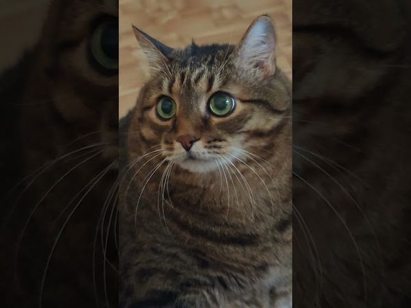 С первого взгляда 😻😍❤🤣 #cat #кот #юмор #котушка #кино #фильмы #цитаты #приколы