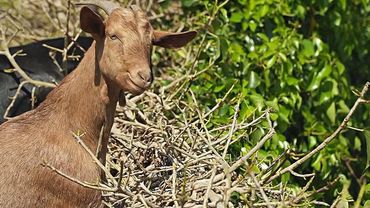 Каталонские козы создают естественные барьеры от пожаров