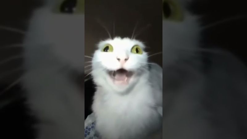 Может понадобиться. Белый кот с зелёными глазами говорит