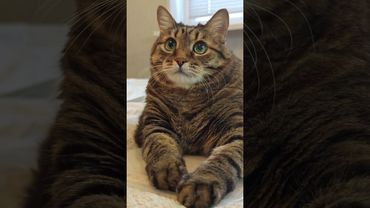 Интернет и жизнь 🫨🙀🫢🤣 #cat #кот #юмор #котушка #приколы #цитаты