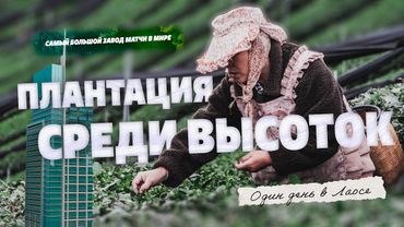 Один день в Лаосе, самый большой завод матчи в мире, чайная плантация среди высоток!