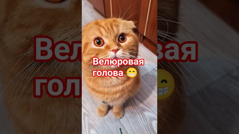 Велюровый кот😊 #юмор #веселыекоты #видосыоткота #cat #прикольныекоты #кот